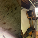 Why Is Mold Remediation in Greenville, SC, Essential for Protecting Your Property and Health? 4 Why Is Mold Remediation in Greenville SC Essential for Protecting Your Property and Health